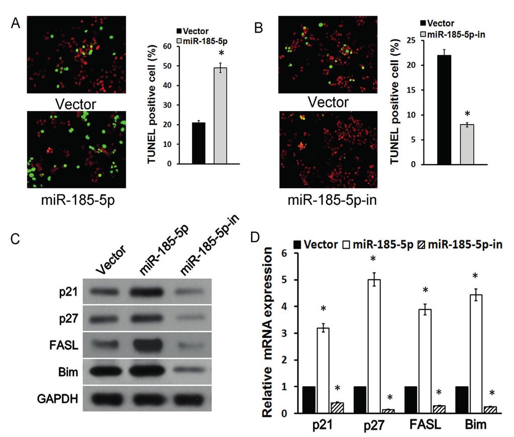 MicroRNA-185-5p modulates chemosensitivity Figure 3. MiR-185-5p promoted A549/DDP cell apoptosis induced by cisplatin. A, TUNEL assay detection of cell apoptosis after mir-185-5p mimics transfection.