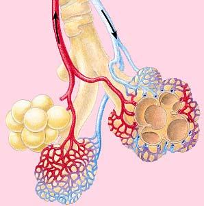 Homeostasis: Respiratory Rate & Heart Rate The exchange of O 2 & CO 2 occurs at alveoli.