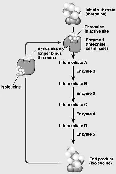 Multiple Choice Questions 1-3 refer to the diagram below. 1. Which of the following best explains the role of the end product (isoleucine) in this diagram? Isoleucine (A) acts as a coenzyme.