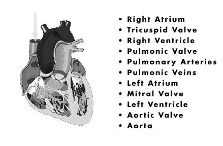 Native Valve Endocarditis Right Sided Tricuspid < 6% (Most often IVDA) Pulmonary < 1% Left Sided Mitral 30-45% Aortic 5-35% Both valves < 35% Heartpoint.