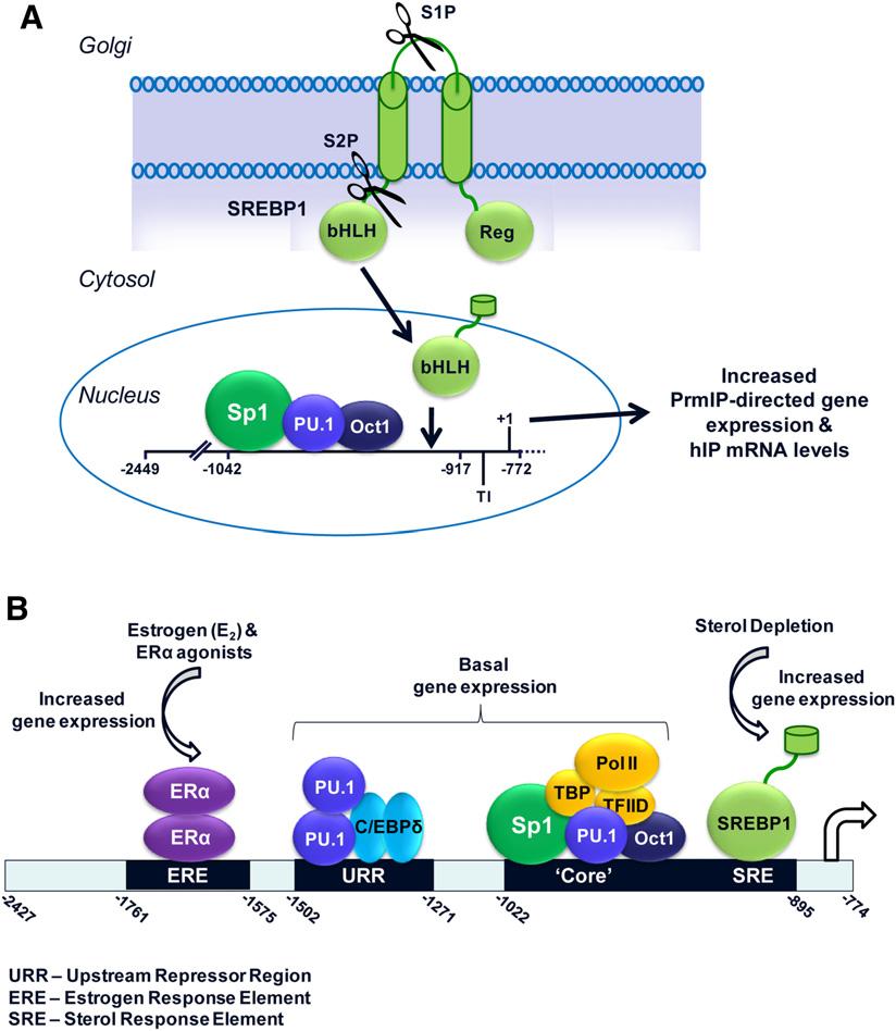 regulation and that this regulation occurs at the transcriptional level.