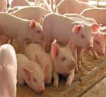 Technologies in Swine Nutrition Can be reviewed (pdf format) at the Iowa Pork Producers Association web site: http://www.iowapork.