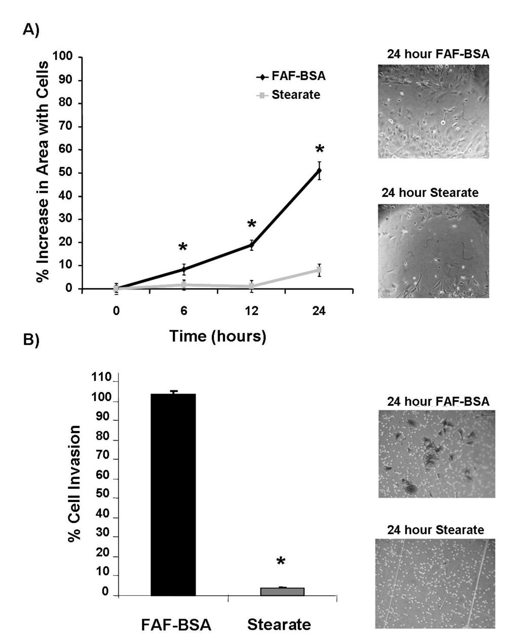 Figure 3-1: Stearate Inhibited Cell Migration and Invasion. A) Hs578t cells were treated with FAF-BSA or 50 M stearate for 12 hours and then a scratch assay was performed.