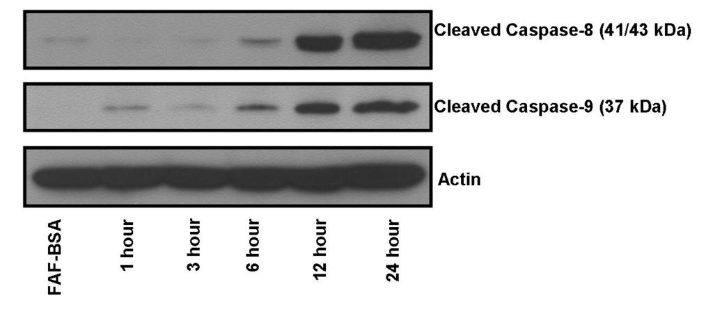 Figure 4-1: Stearate Induces Cleavage of Caspase-8 and Caspase-9. Hs578t cells were plated and serum starved for 24 hours prior to treatment with 50 M stearate.