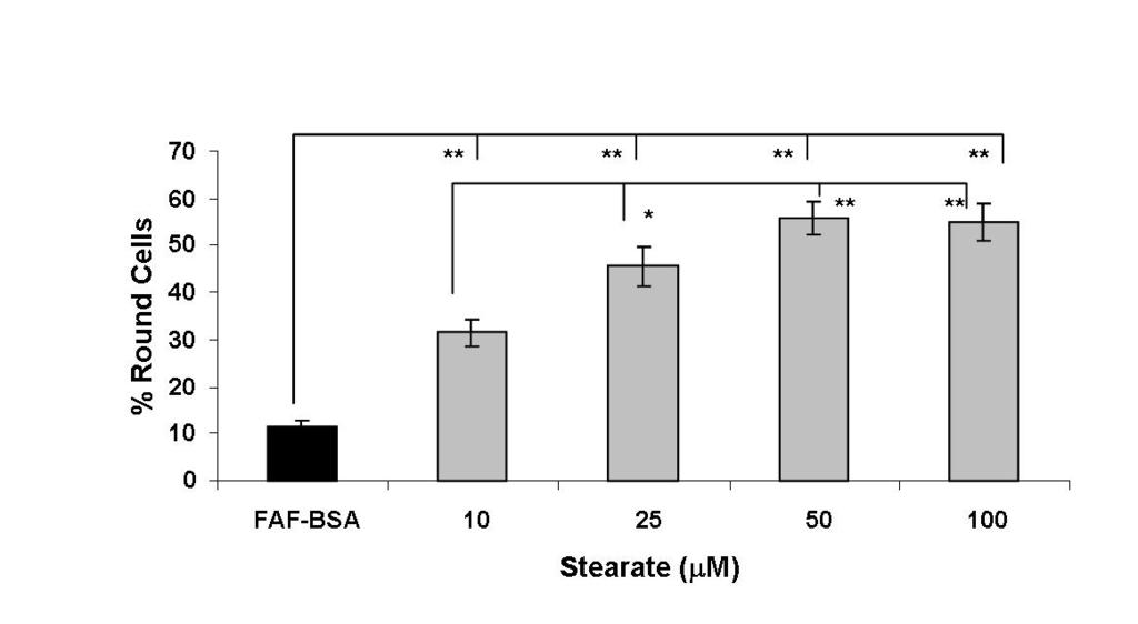 Figure A-2: Stearate Induces Cell Rounding in a Dose Dependent Manner. Cells were plated and serum starved for 24 hour and then the number of adherent and round cells was counted.