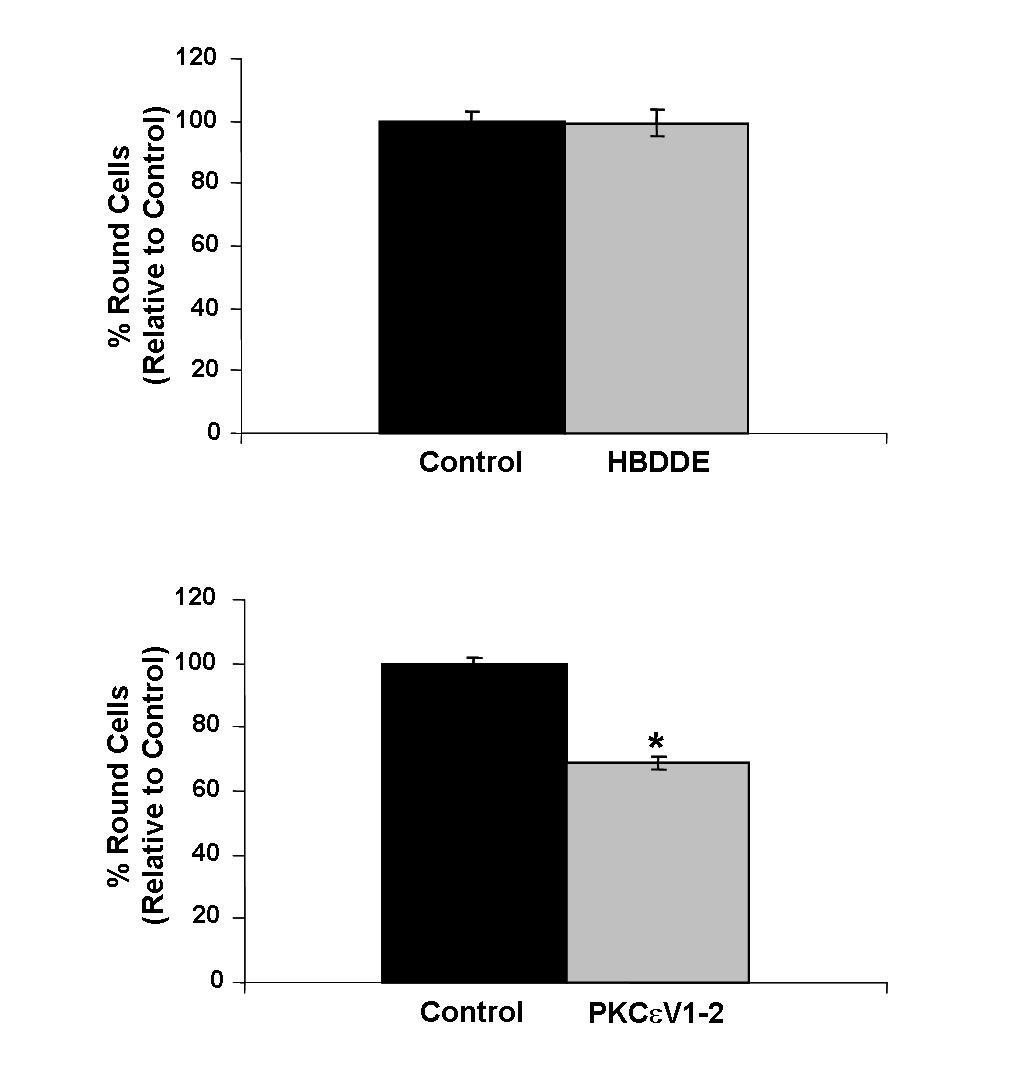 Figure 2-5: Inhibition of PKC but not PKC Partially Reverses Stearate Induced Cell Rounding.