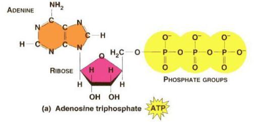 energy by bonding a third phosphate group to ADP