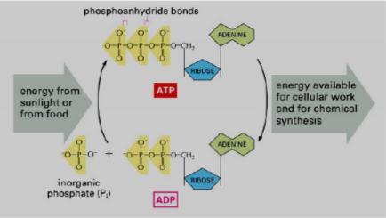 I. ATP Energy In A Molecule Within a cell, formation of ATP from ADP and phosphate occurs over and over, storing energy
