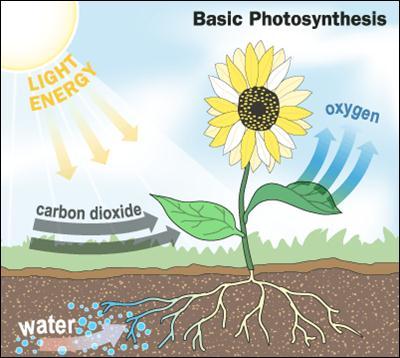 Overview: The Big Picture Photosynthesis = the process that provides energy for almost all life.