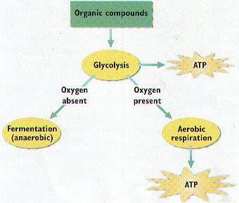 Equation: C 6 H 12 O 6 + 6O 2 6H 2 O + 6CO 2 + ATP C 6 H 12 O 6 + 6O 2 6H 2 O + 6CO 2 + ATP The PRODUCTS of photosynthesis glucose (C 6 H 12 O 6 ) and O 2, are the REACTANTS used in.