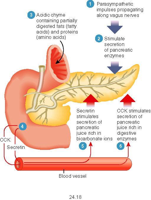 Control of pancreatic secretion: -