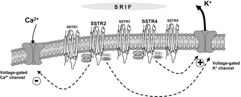 FACTORS THAT PRODUCE THE RESTING POTENTIAL Ion channels with voltage-sensitive gates ION FLOW DURING THE ACTION POTENTIAL -55 mv Threshold Sodium