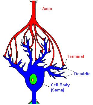 ANATOMY OF A NEURON Synapse 13 4 COMMON COMPONENTS OF A NEURON