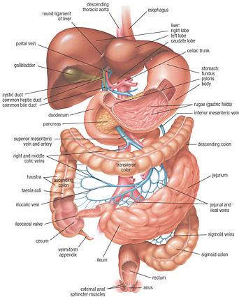 HASPI Medical Anatomy & Physiology 15a Lab Activity Name(s): Period: Date: The Digestive System Digestion is an important process that involves breaking down food and drink into small molecules that