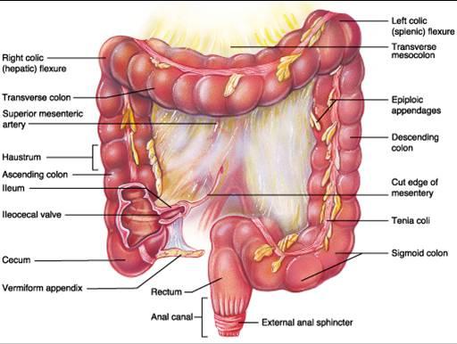 The Large Intestine Using The Large Intestine chart, identify the parts of the organ A-S in Table 3 below. If there are any parts you cannot identify, use a textbook or online resource.