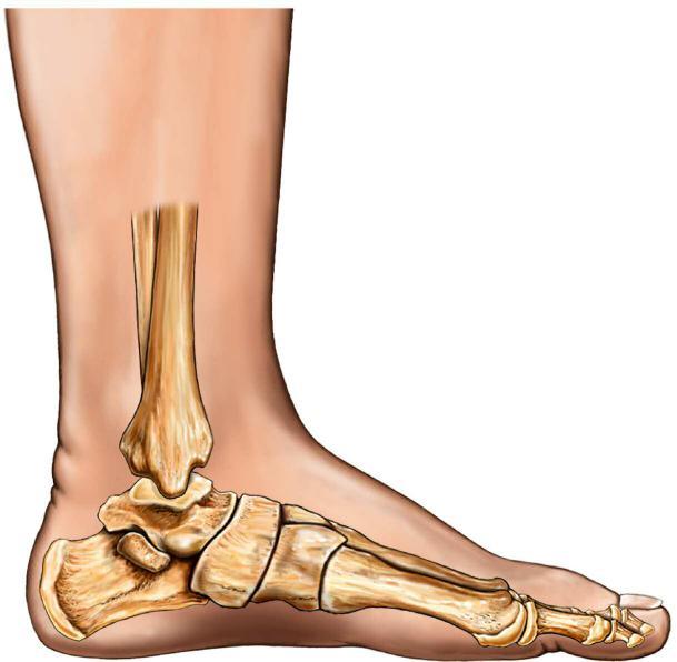 The Foot Joint The human foot combines mechanical complexity and structural strength. The ankle serves as a foundation, shock absorber, and propulsion mechanism in walking and standing.