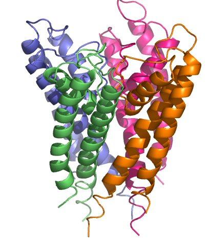 Proteins Quaternary Structure The quaternary