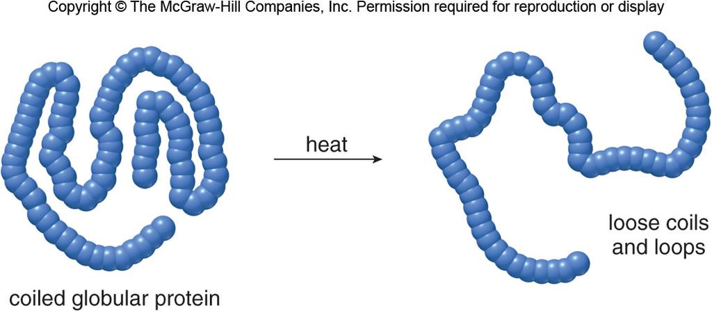 Proteins Peptide Denaturation Denaturation is the process of altering the shape of a protein