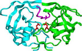Enzymes HIV Protease Inhibitor Protease inhibitors are designed to mimic a peptide
