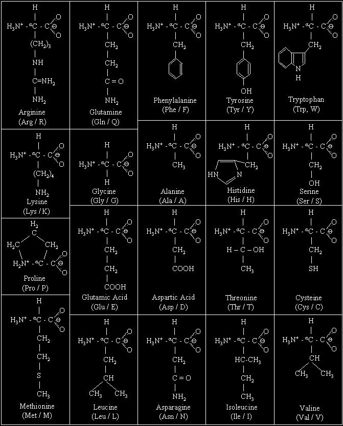 The 20 common & naturally occurring amino acids in humans.