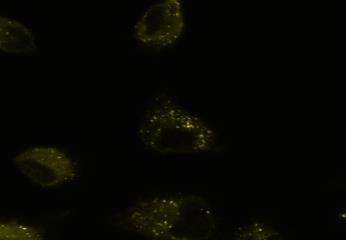 TAB004 labeled with yellow was incubated with the cells at 1ugs/ml
