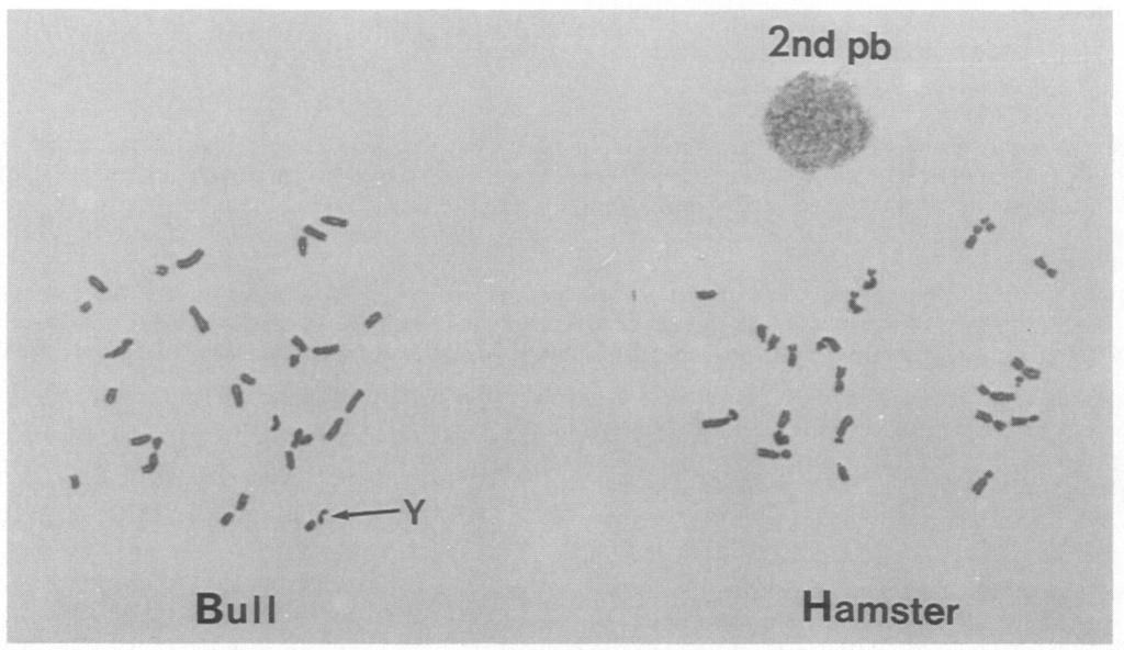 This method was originally designed for oocytes and early zygotes of the Chinese hamster. The method was slightly modified for golden hamster eggs (Kamiguchi & Mikamo, 1986).