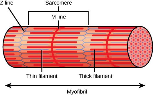 OpenStax-CNX module: m62980 5 Figure 3: A sarcomere is the region from one Z line to the next Z line.