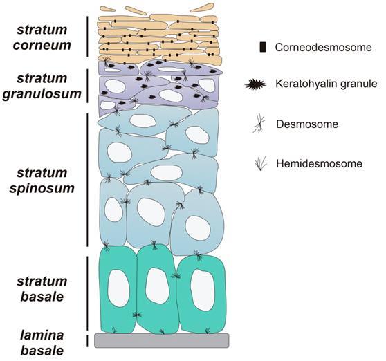 Human skin During their development, the keratinocytes while still adjacent to the basal layer do not only produce keratin but as well generate intercellular contacts by developing desmosomes