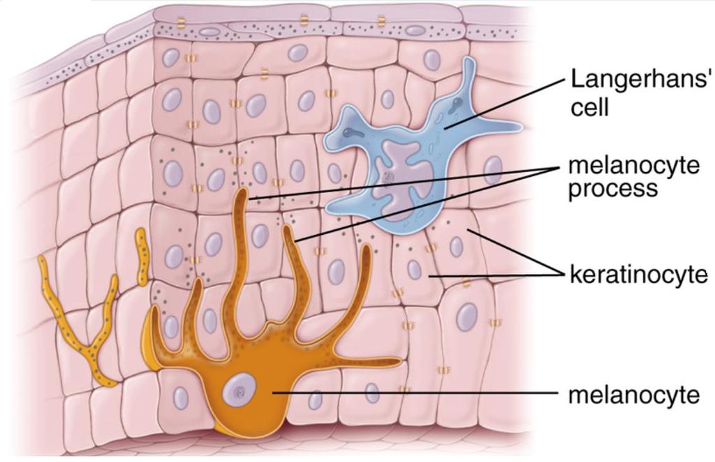 Human skin Through their dendrites, melanocytes transfer melanosomes, i.e. granules consisting of condensed melanin, to keratinocytes.