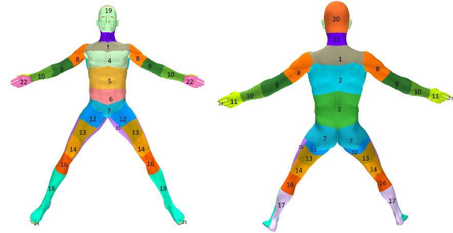 areas of the three-dimensional model created in SkinTrac (see section 4.6) were similarly calculated by the computer software in relation to the whole-body surface. 4.3.