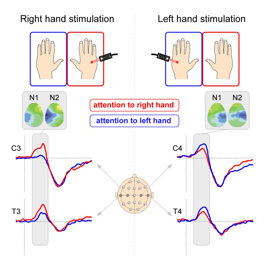 32 726 727 728 729 730 731 732 733 734 Fig. 2. Top-down attentional effects on the nociceptive ERPs. Laser stimuli were delivered randomly on the dorsum of the two hands.