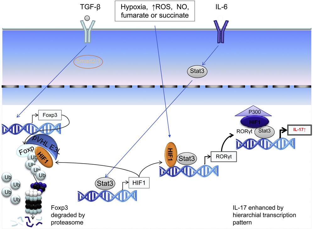 Figure 7. A Model for the Multifactorial Role of HIF-1 in Modulating the T H 17/T reg alance Stat3 activation by factors such as IL-6 transcriptionally activates HIF-1.