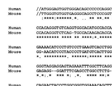 Alignment of partial human and mouse RORγt promoter sequence -1138 +1 Luc hrorγt Luc wt :HIF-1 response element -1138-1158 +1 +1 Luc Luc hrorγt Luc Mut : Mutated HIF-1 response element mrorγt Luc wt