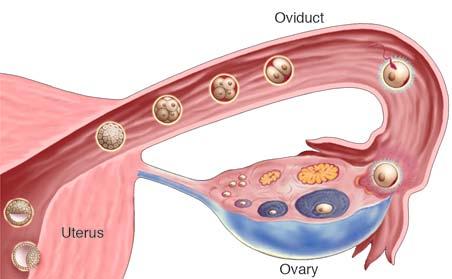 Female Reproductive Tract and Pregnancy Embryo development & transport Fertilization Primordial