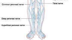 Nervous System Central