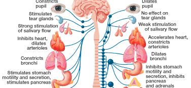 Peripheral Nervous System 81 The Human Nervous System Organ