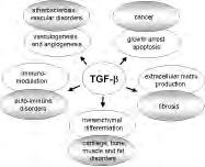 Subversion of TGF-b family signaling has been implicated in multiple developmental disorders and in various human diseases, including cancer, fibrosis and autoimmune diseases (Figure III.5).