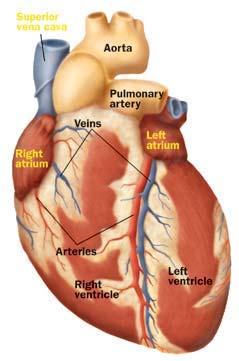Non-fiction: Pumping Up the Heart Pumping Up the Heart Make a fist with one of your hands. Your fist is about the size of your heart. Your heart beats between 85 and 90 times per minute.