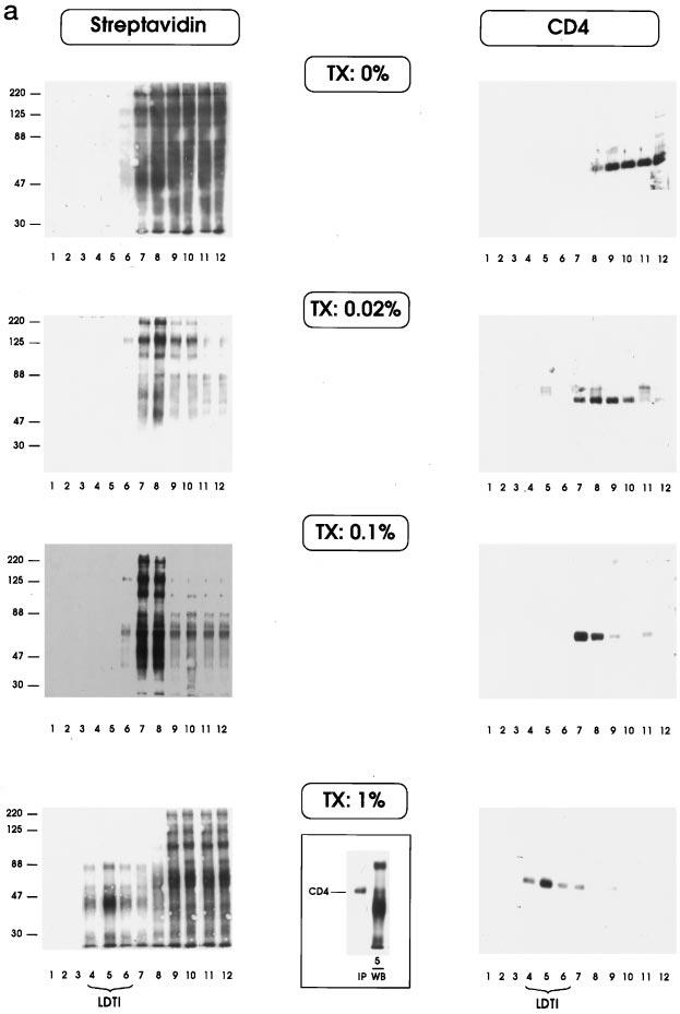 14178 CD4-Lck Complexes and Caveolae-related Domains FIG. 1.Characterization and enrichment of CD4 in LDTI of resting lymphocytes.