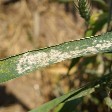 XGT1011 Provided to you by: University of Wisconsin Farm Facts Revised Apr. 13, 2015 Powdery Mildew of Wheat Damon Smith, UW-Madison Plant Pathology What is powdery mildew?