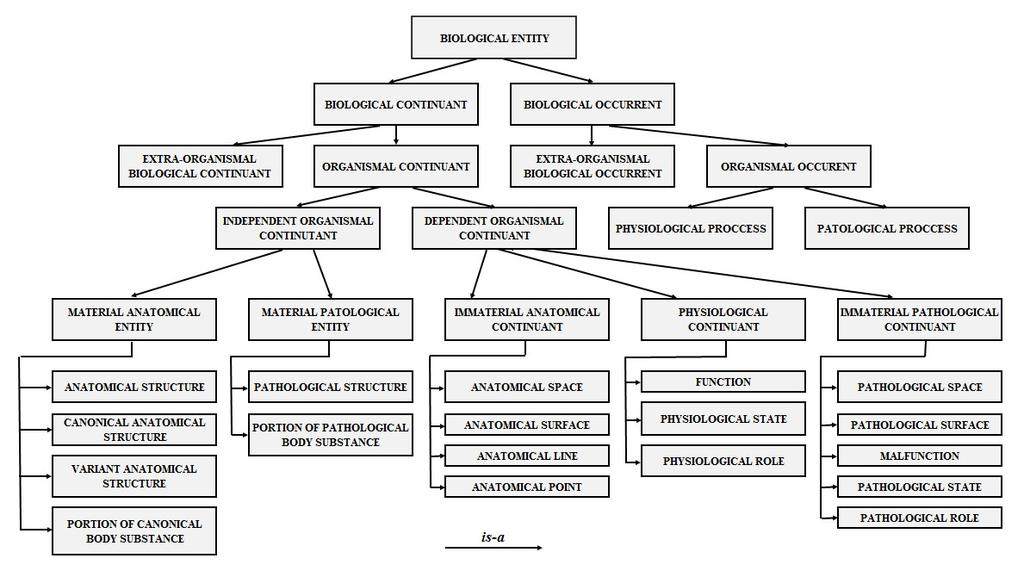 Development of Application Ontology of Lenke s classification of Scoliosis - OBR-Scolio Vanja Lukovic, Danijela Milosevic, Sasa Cukovic, and Goran Devedzic Abstract the objective of this paper is to