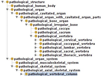 In the next section we describe the process of development of taxonomy of the class pathological_vertebral_column. III.