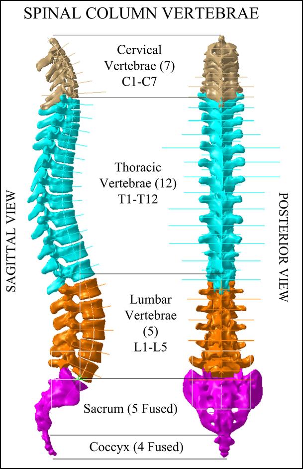 s angle values of at least 10deg, one or more curvatures in sagittal plane and vertebral bodies rotation and deformation of unknown origin [14].