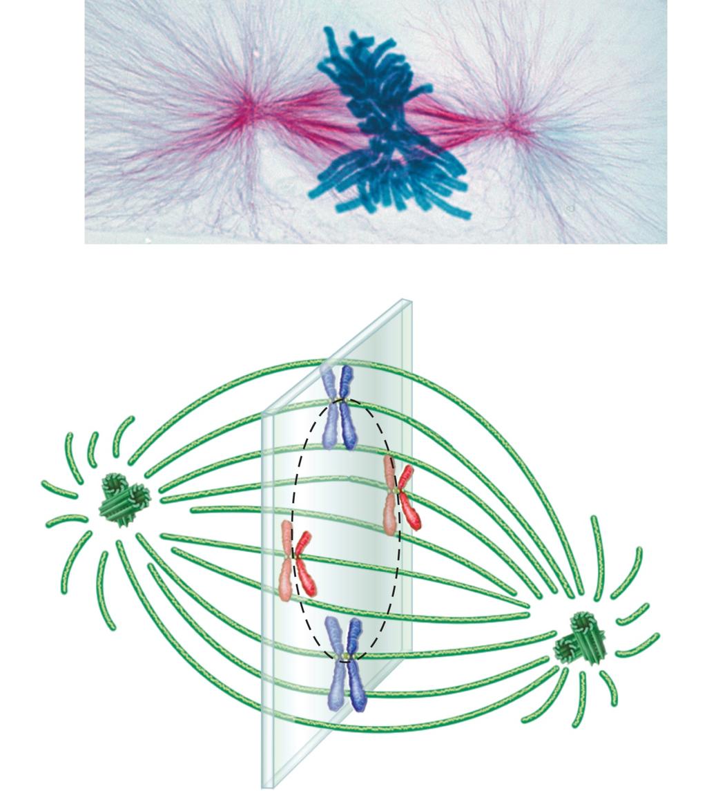Polar microtubule Centrioles 57 µm Kinetochore microtubule Metaphase
