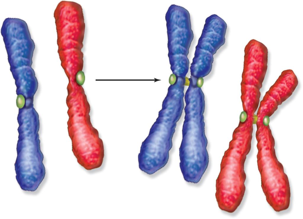 Homologous chromosomes Homologous chromosomes Kinetochore Replication
