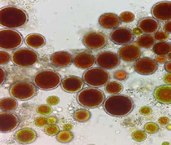 H. pluvialis cells upon different UV-C