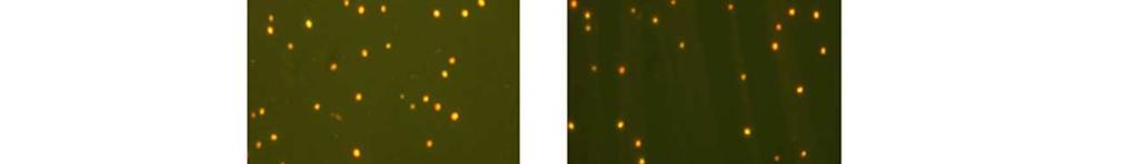 a) Cells with maximum lipid fluorescence (yellow) can be observed at 250 mj and 500 mj UV-C
