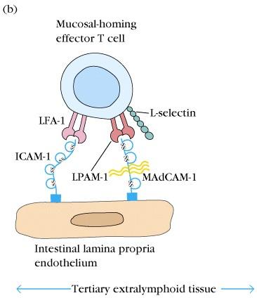 (effector) cells Peripheral lymphoid