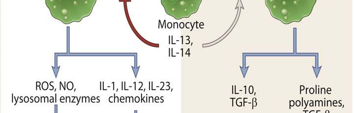 Phagocytosis LPS Activated macrophage: antigenpresentation, MHCII