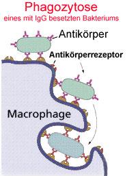 Antibody/ complement Ab / C receptor 1.